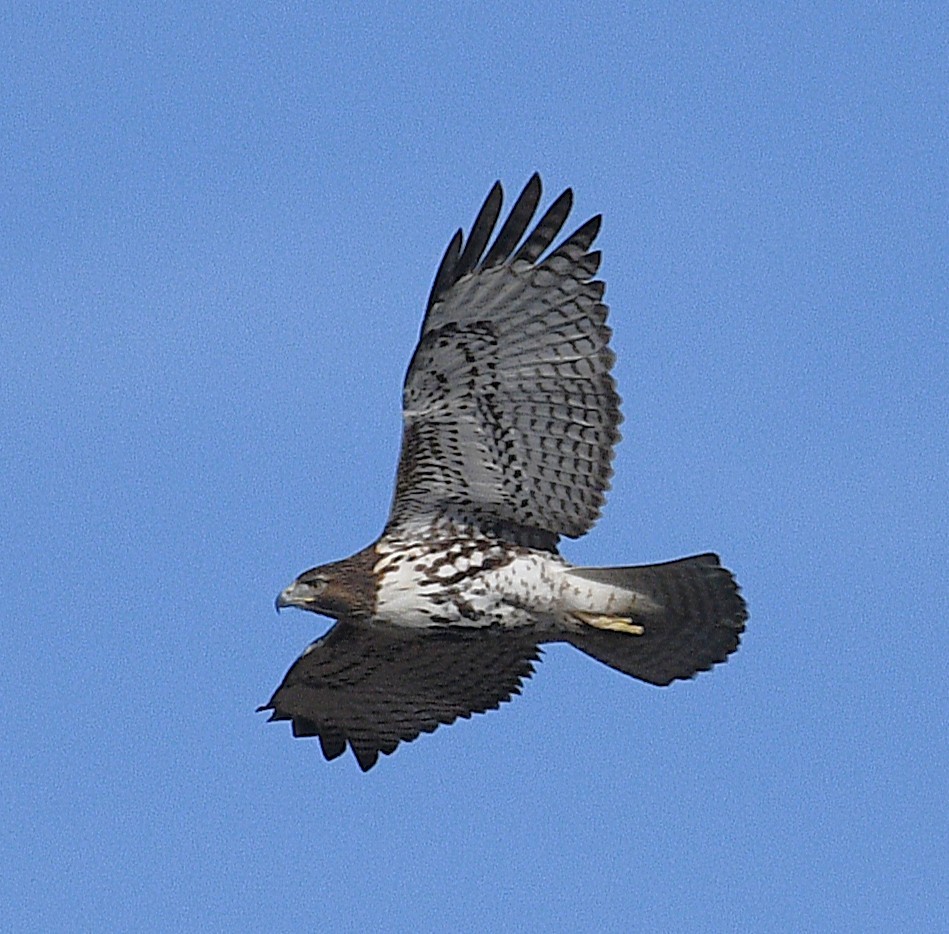 Red-tailed Hawk - ML646882129