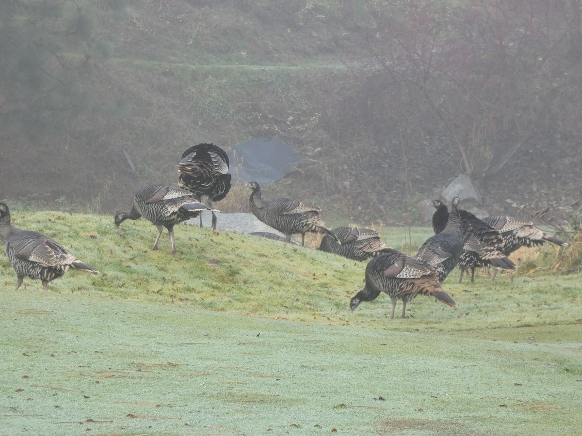 Guajolote Gallipavo - ML646882130