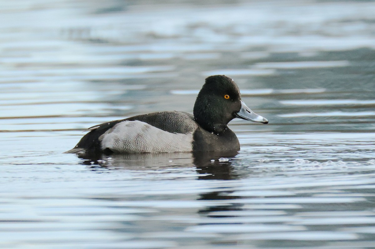 Hybride Fuligule à collier x Petit Fuligule - ML646882131