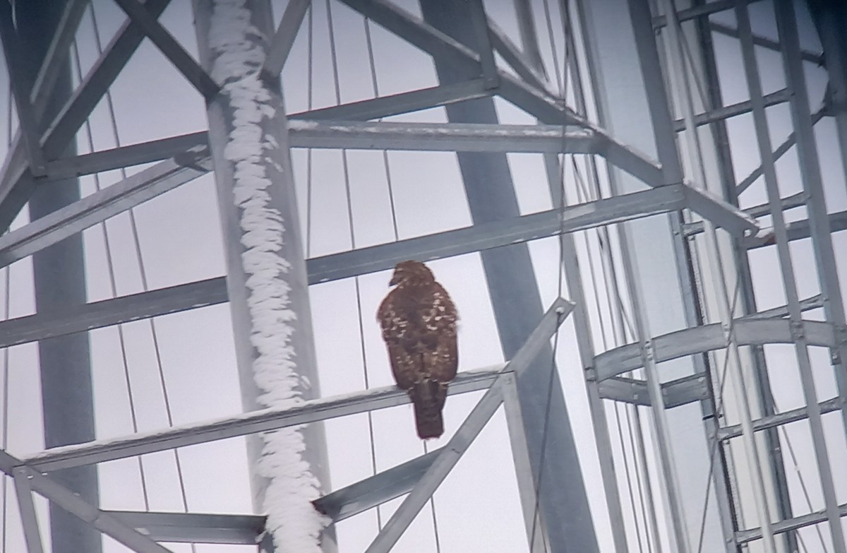 rødstjertvåk - ML646882132