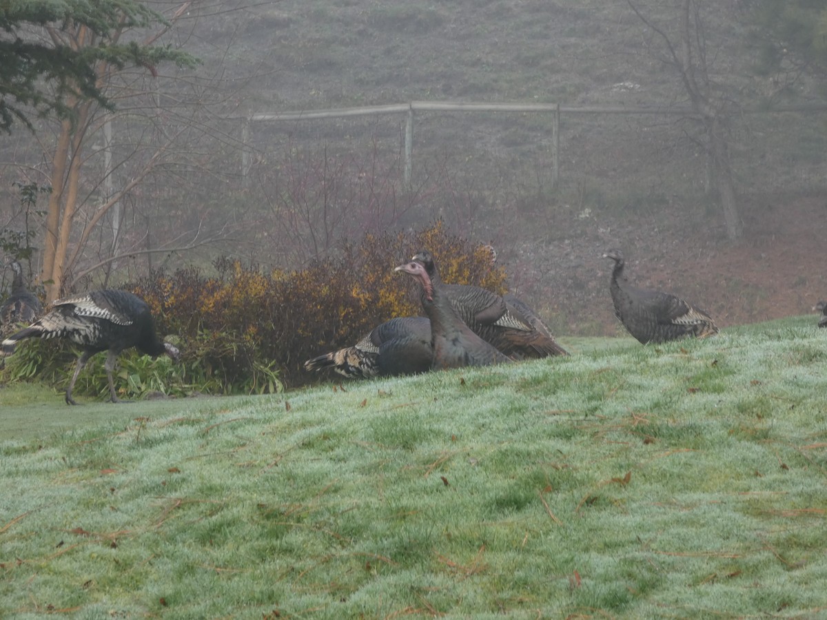 Guajolote Gallipavo - ML646882133