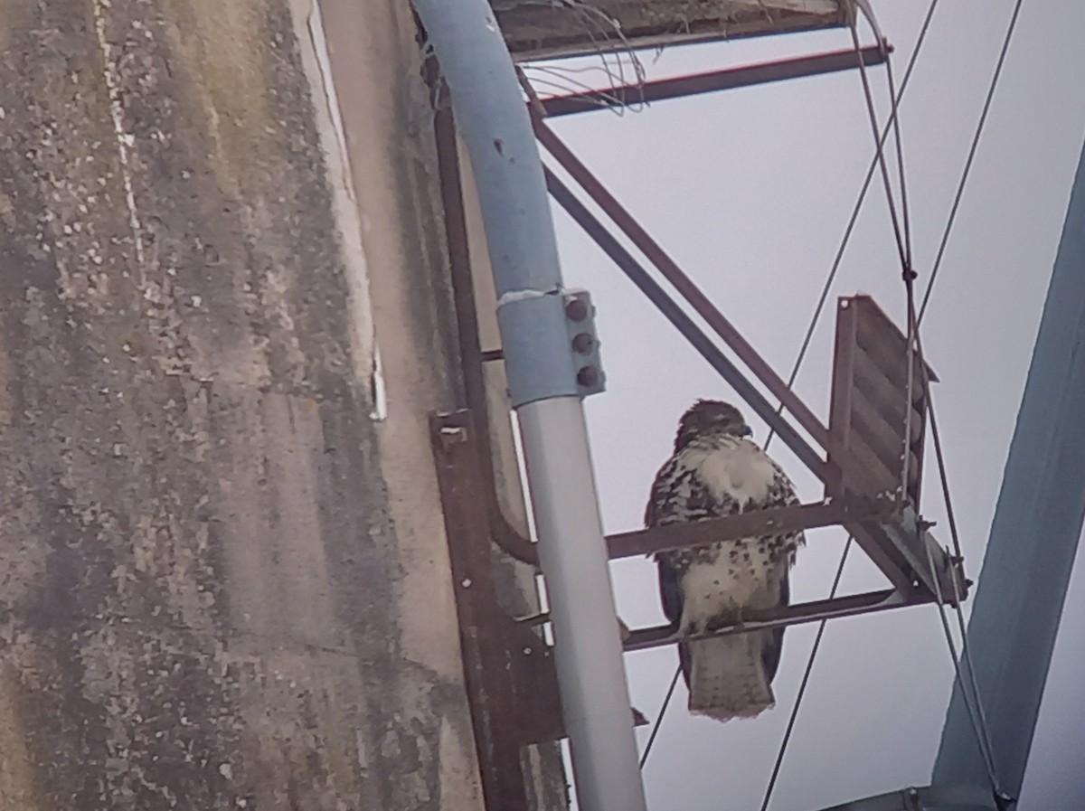 rødstjertvåk - ML646882137