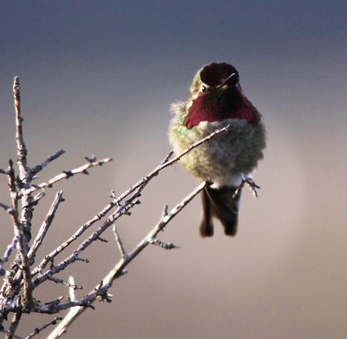 Colibrí de Anna - ML646882140