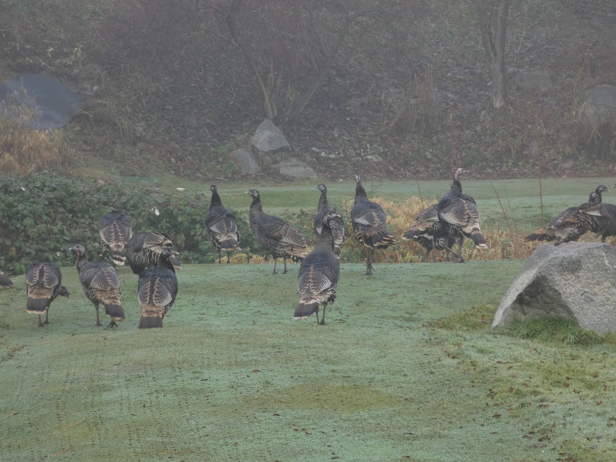 Guajolote Gallipavo - ML646882142