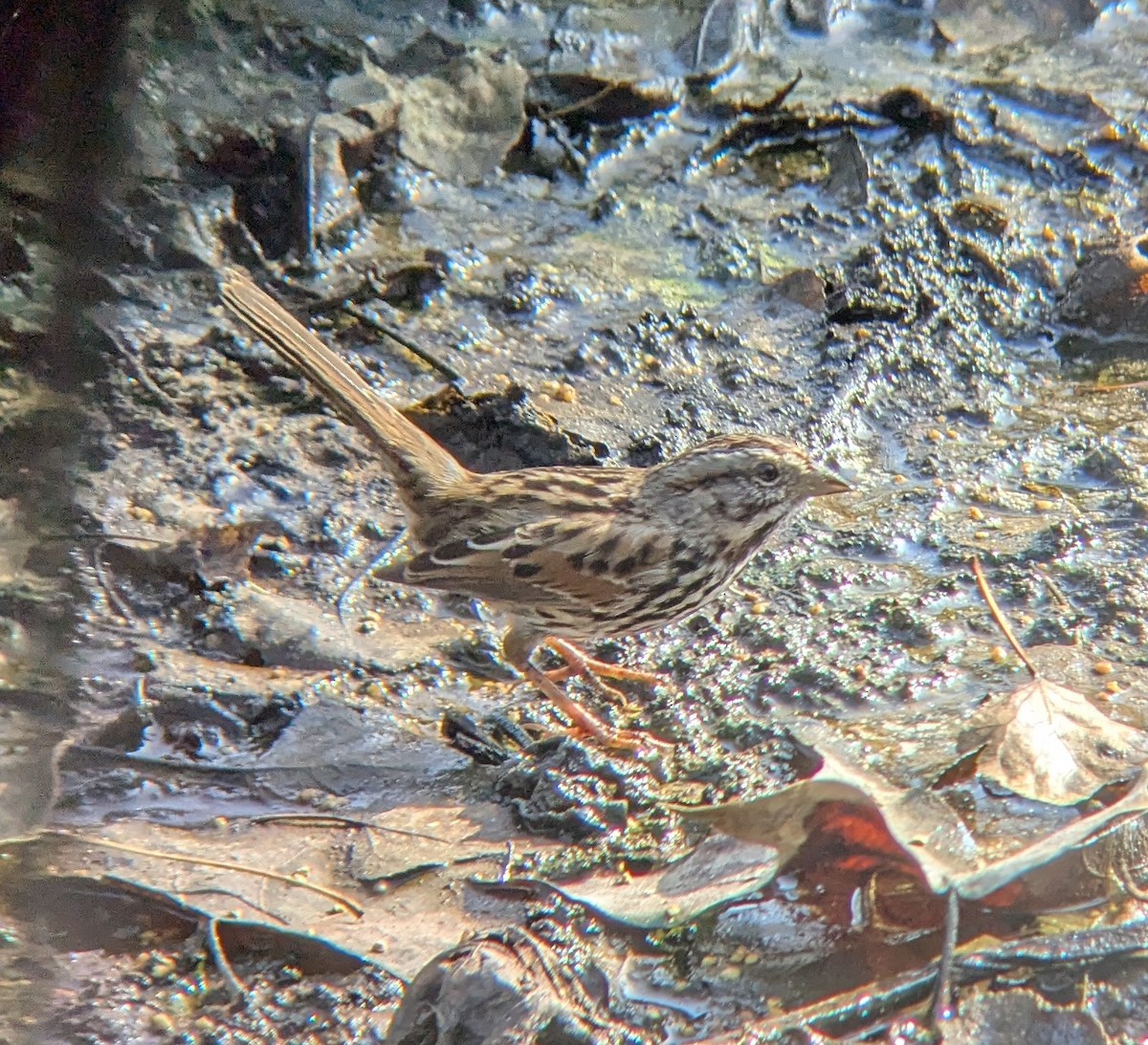 sangspurv - ML646882143