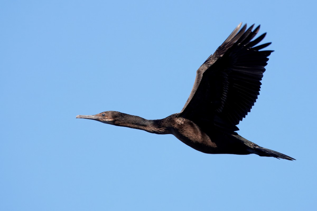 Cormorán Sargento - ML646882144