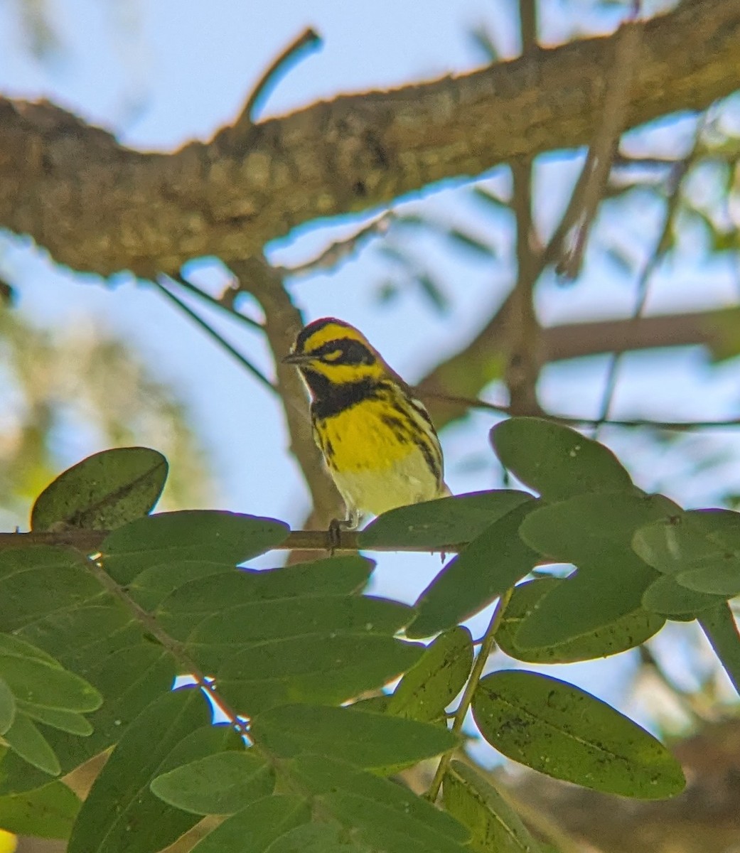 granparula - ML646882145