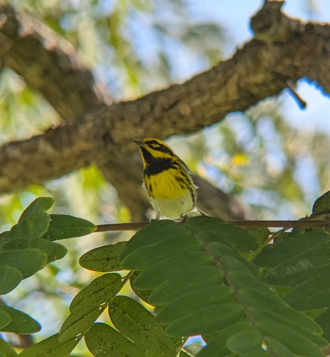 granparula - ML646882146