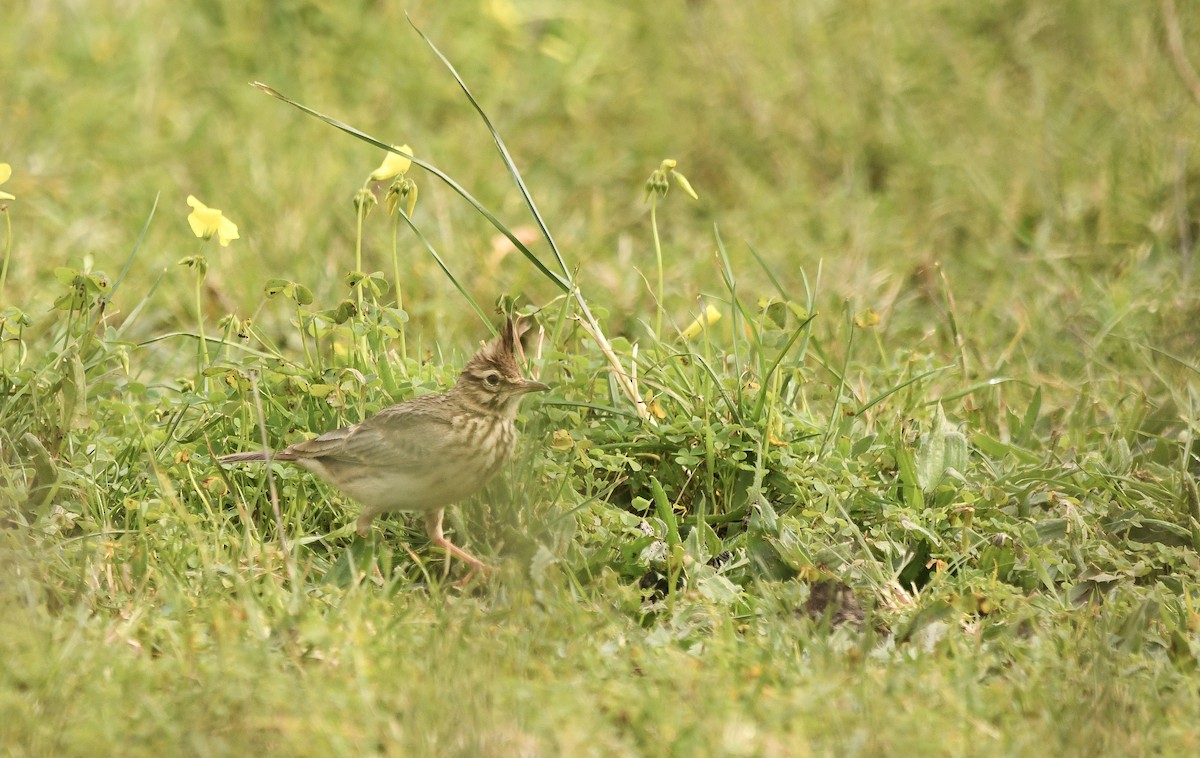 Crested Lark (Crested) - ML646882147