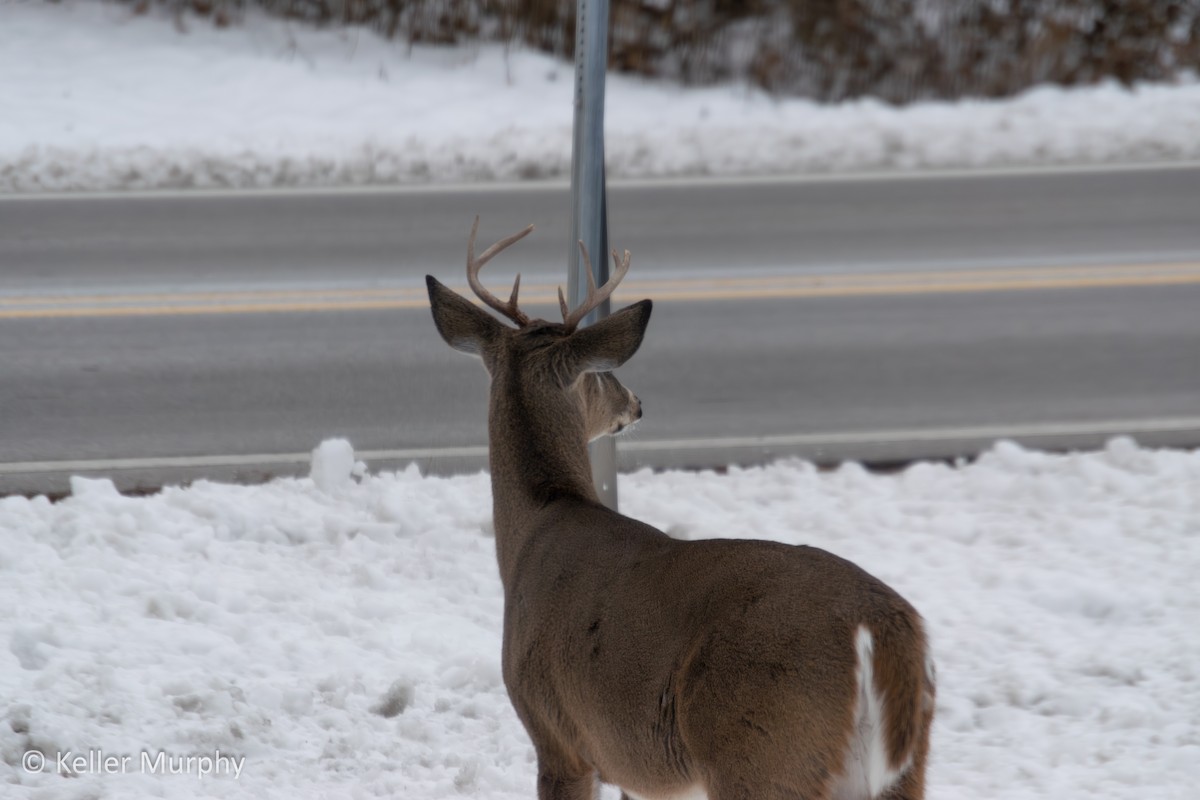 White-tailed Deer - ML646882153