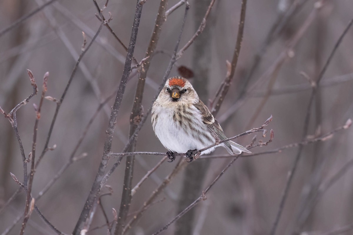 Redpoll (Common) - ML646882156