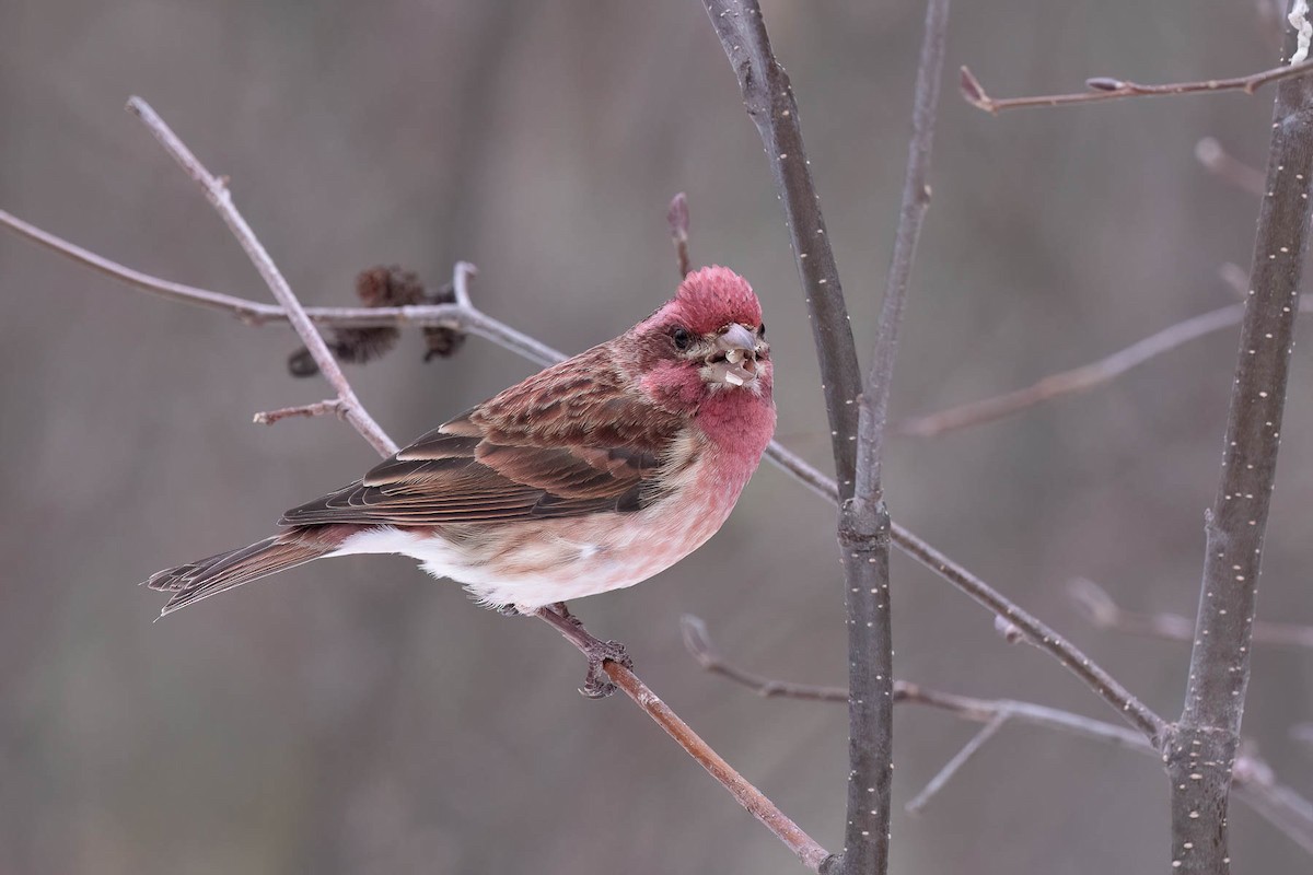 Purple Finch (Eastern) - ML646882159