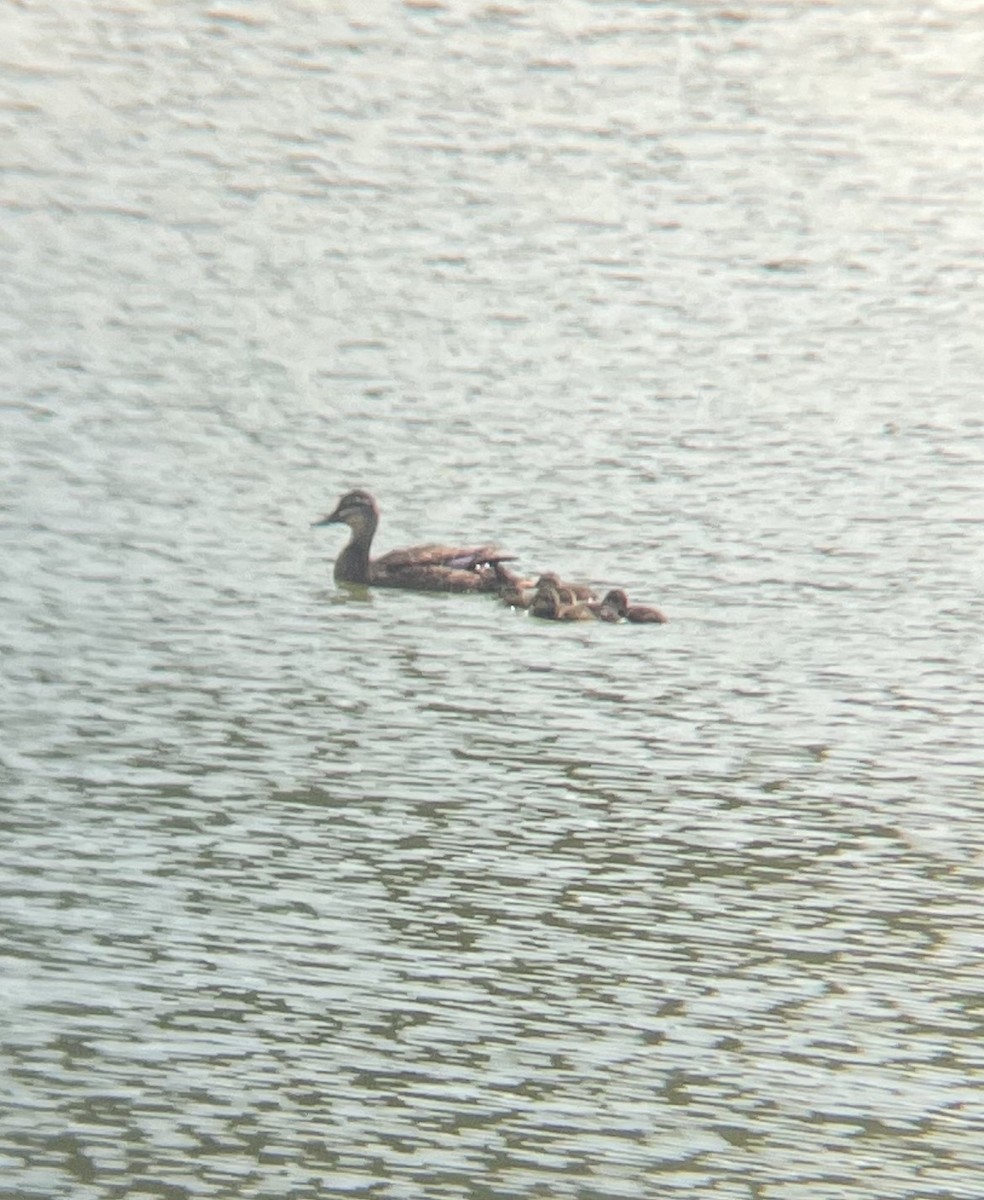 Pacific Black Duck - ML646882160