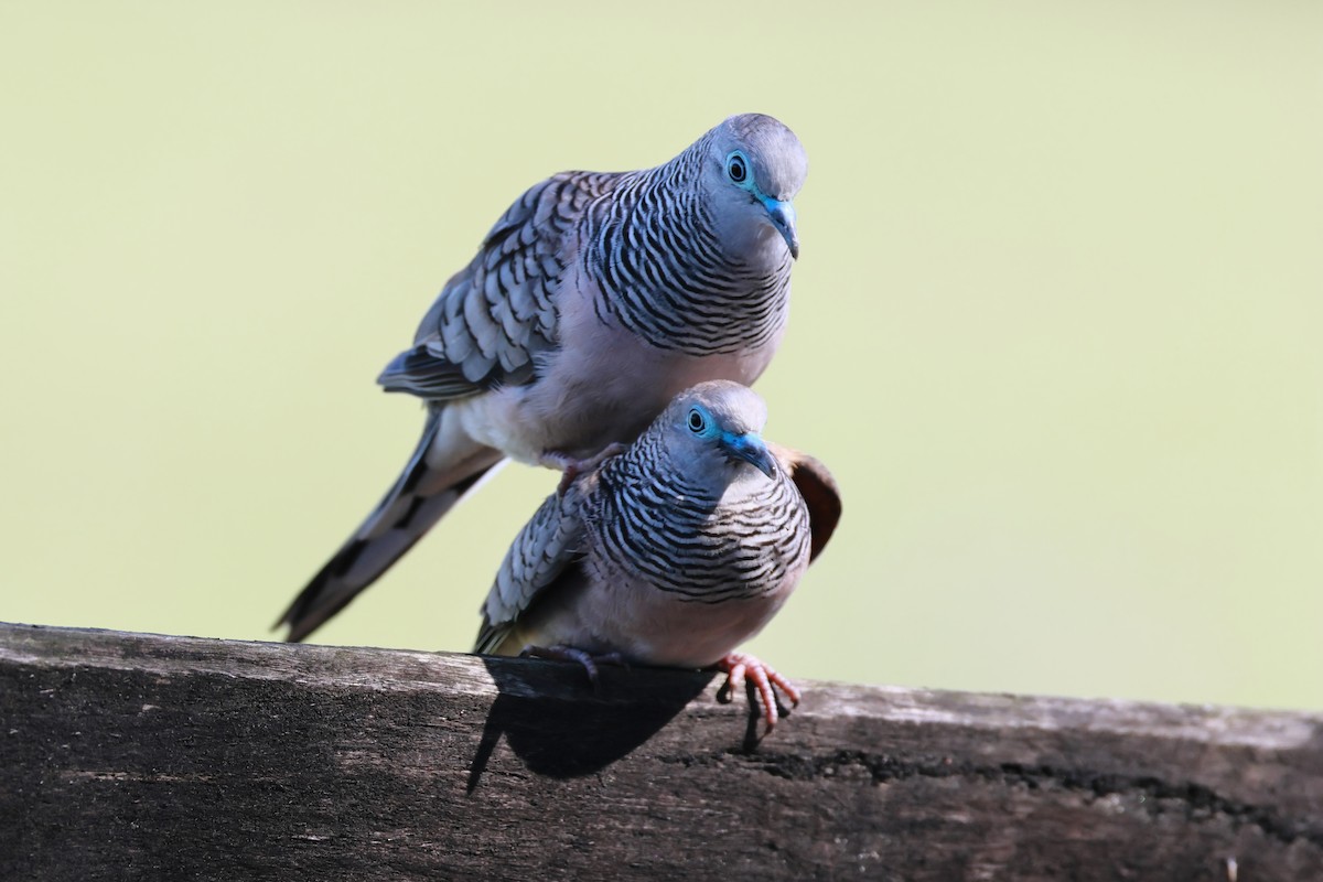 holoubek proužkokrký - ML646882161