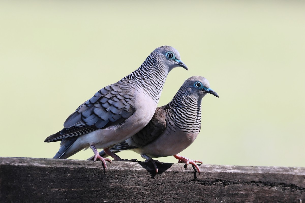 holoubek proužkokrký - ML646882162