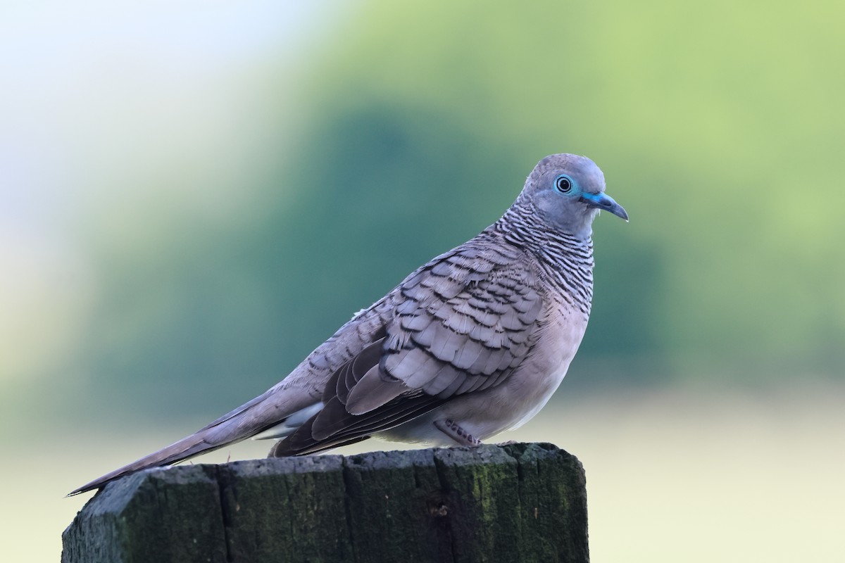 holoubek proužkokrký - ML646882163