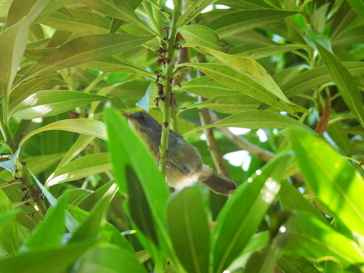 White-browed Scrubwren (White-browed) - ML646882165