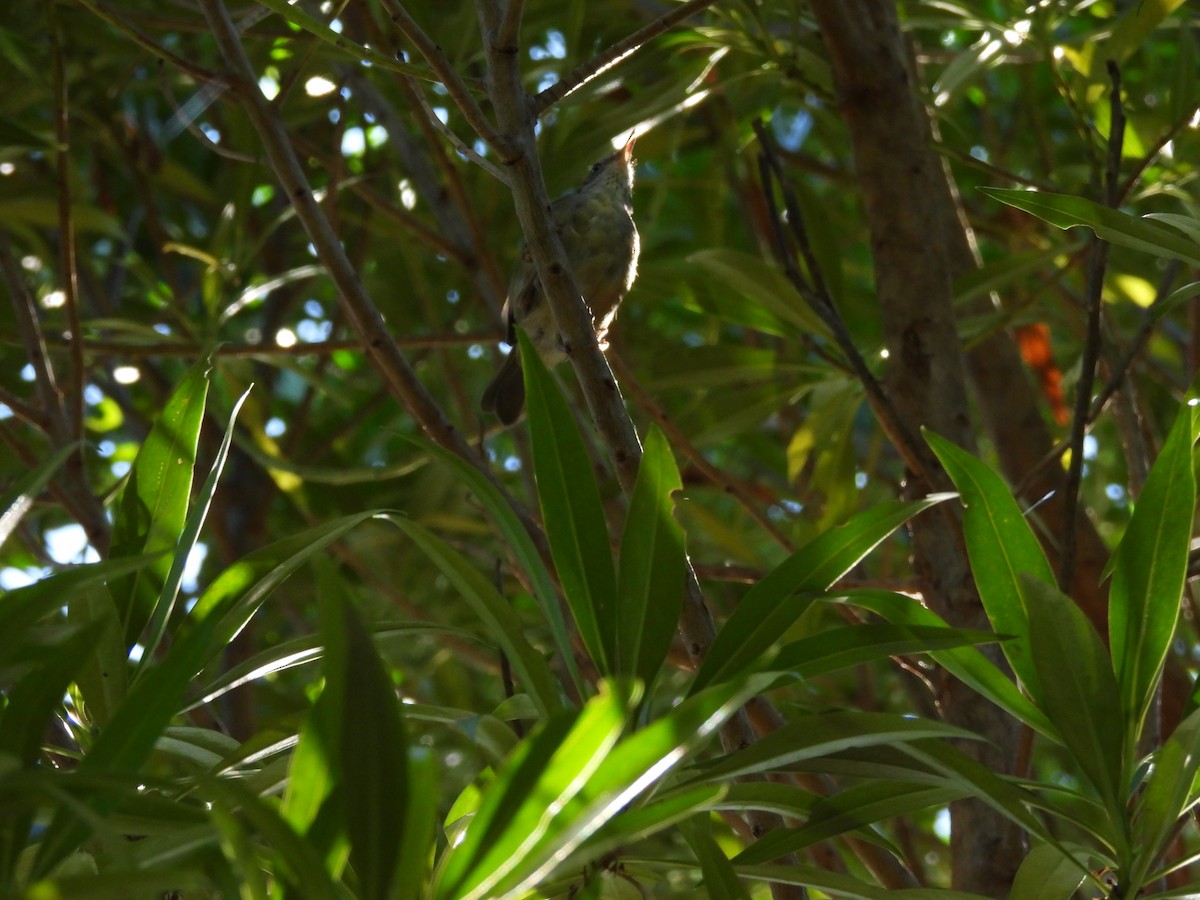 White-browed Scrubwren (White-browed) - ML646882166