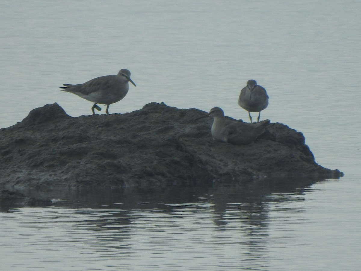 Gray-tailed Tattler - ML646882167