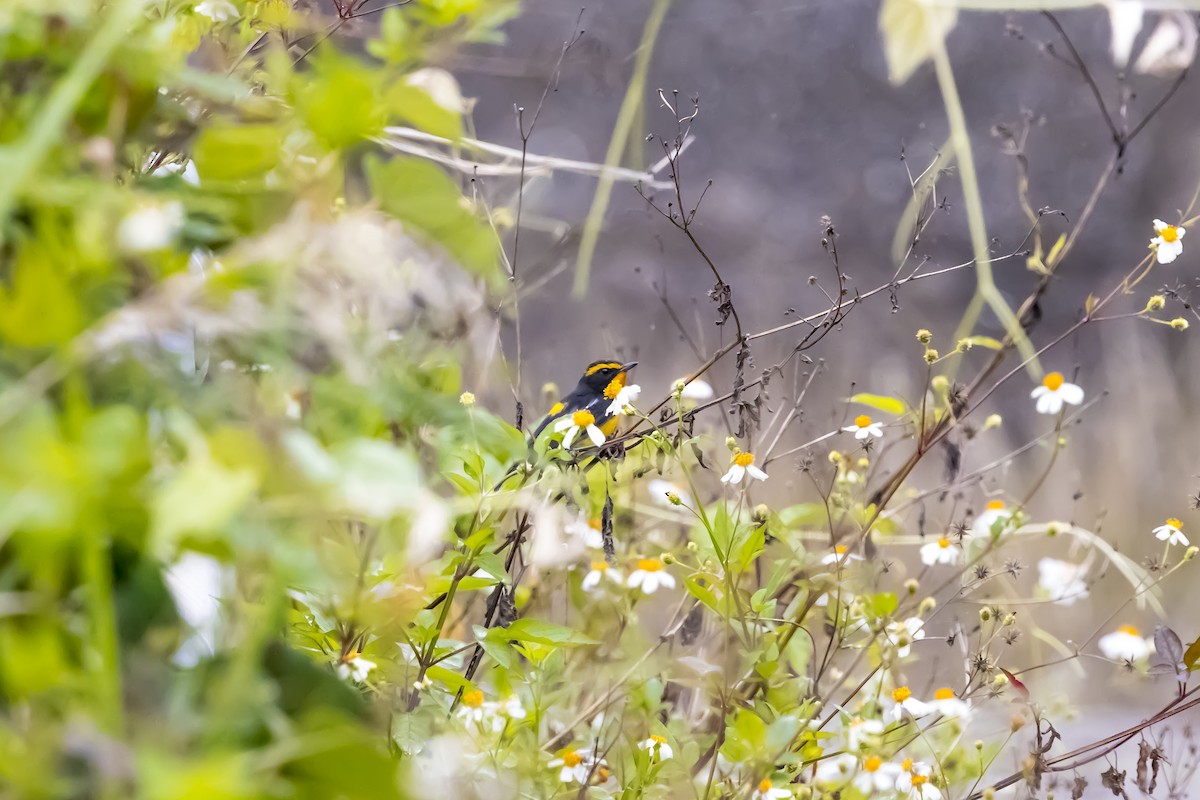 Narcissus Flycatcher - ML646882169