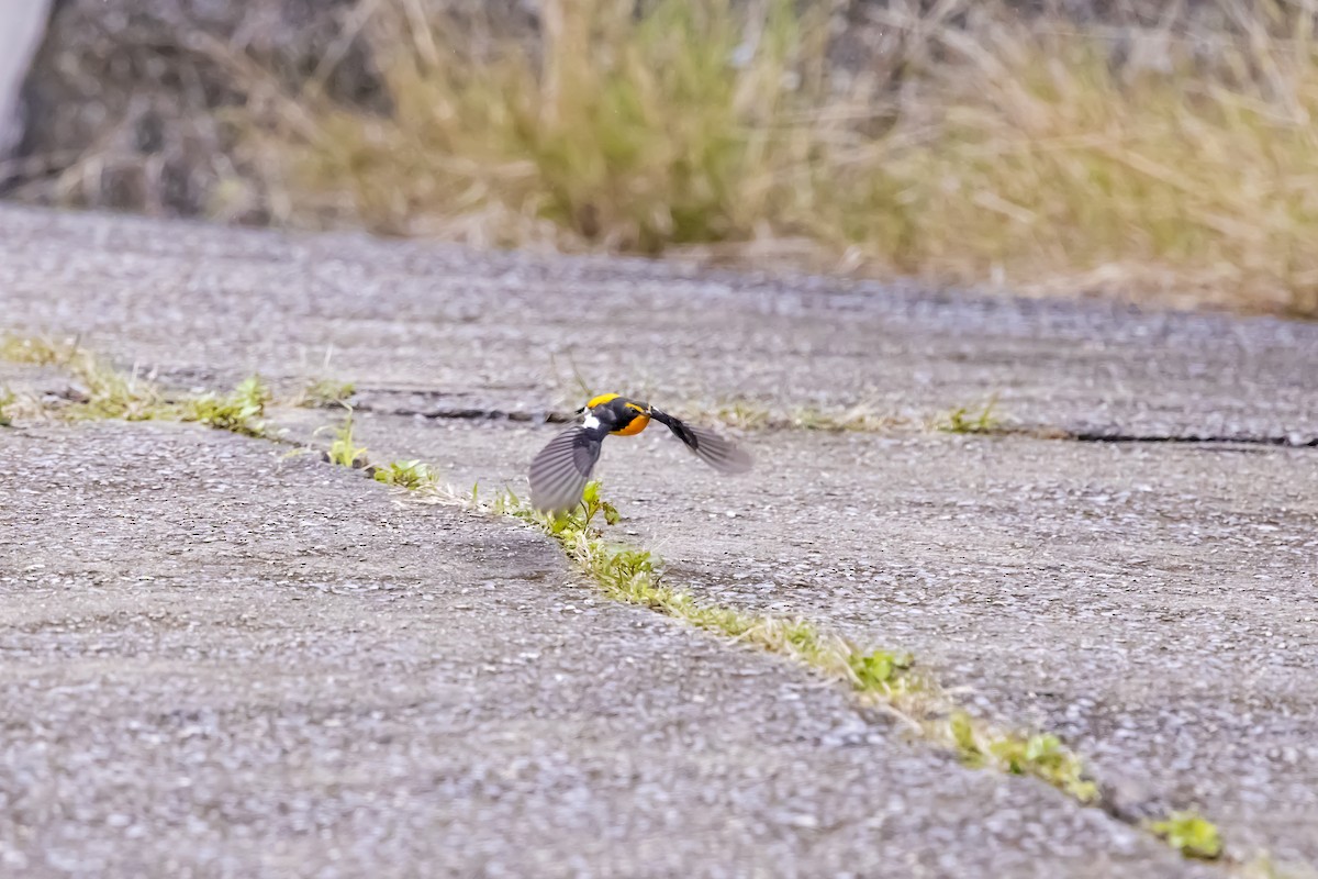 Narcissus Flycatcher - ML646882170