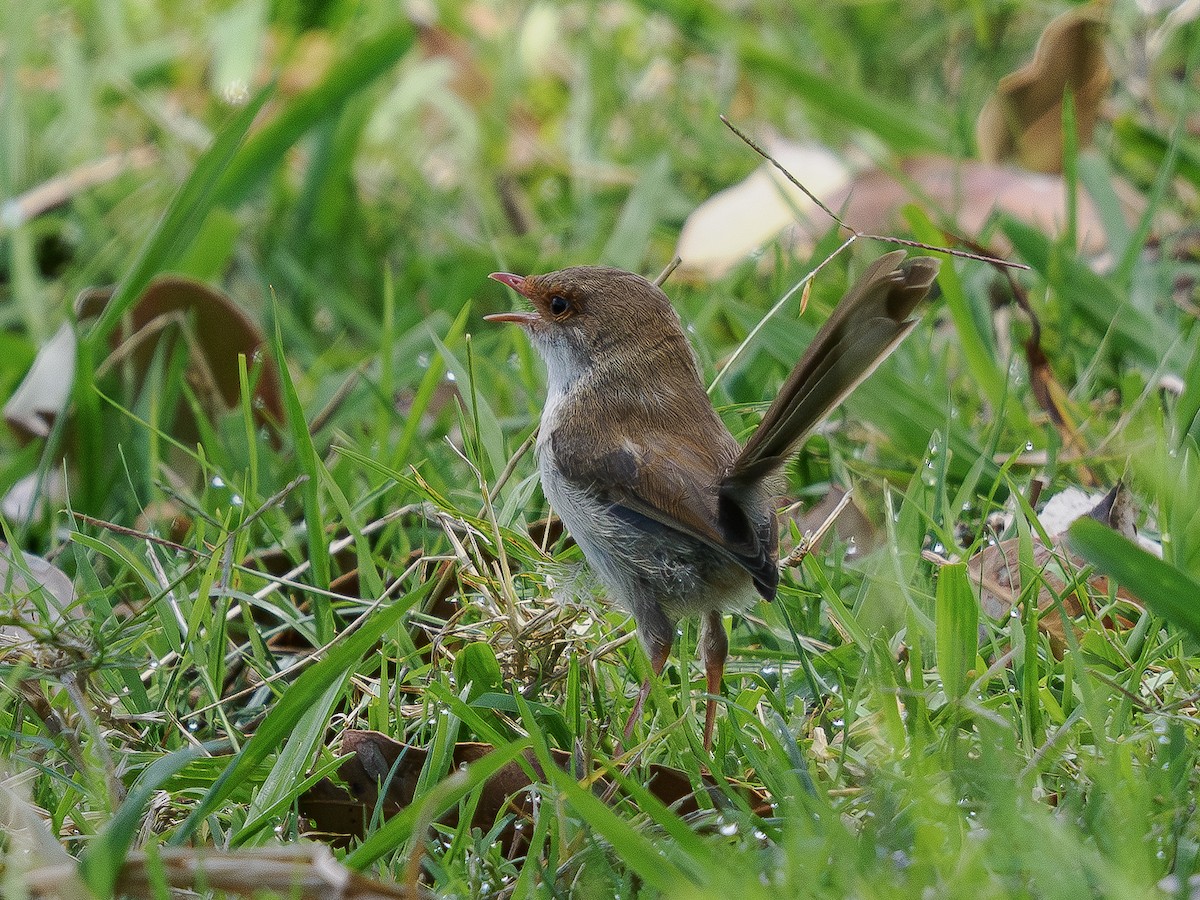 Superb Fairywren - ML646882172