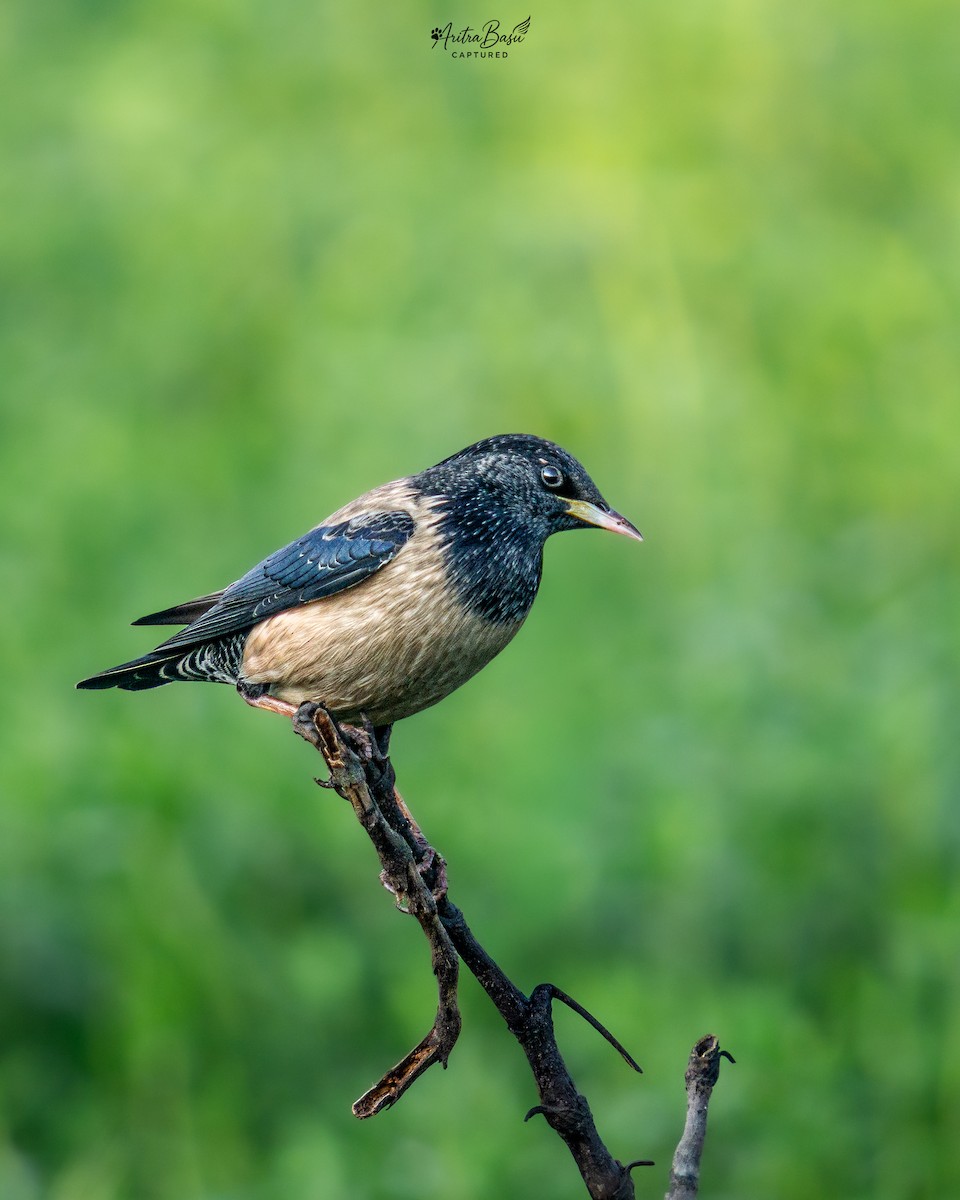 špaček růžový - ML646882175