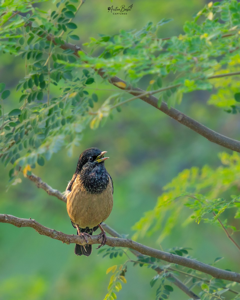 špaček růžový - ML646882176