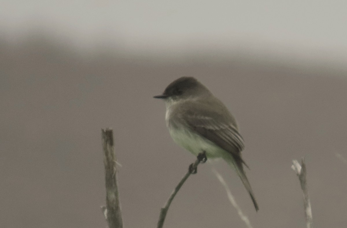 Eastern Phoebe - ML646882177