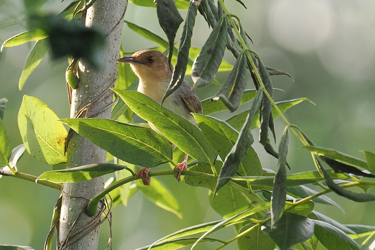 Red-faced Cisticola (Red-faced) - ML646882221