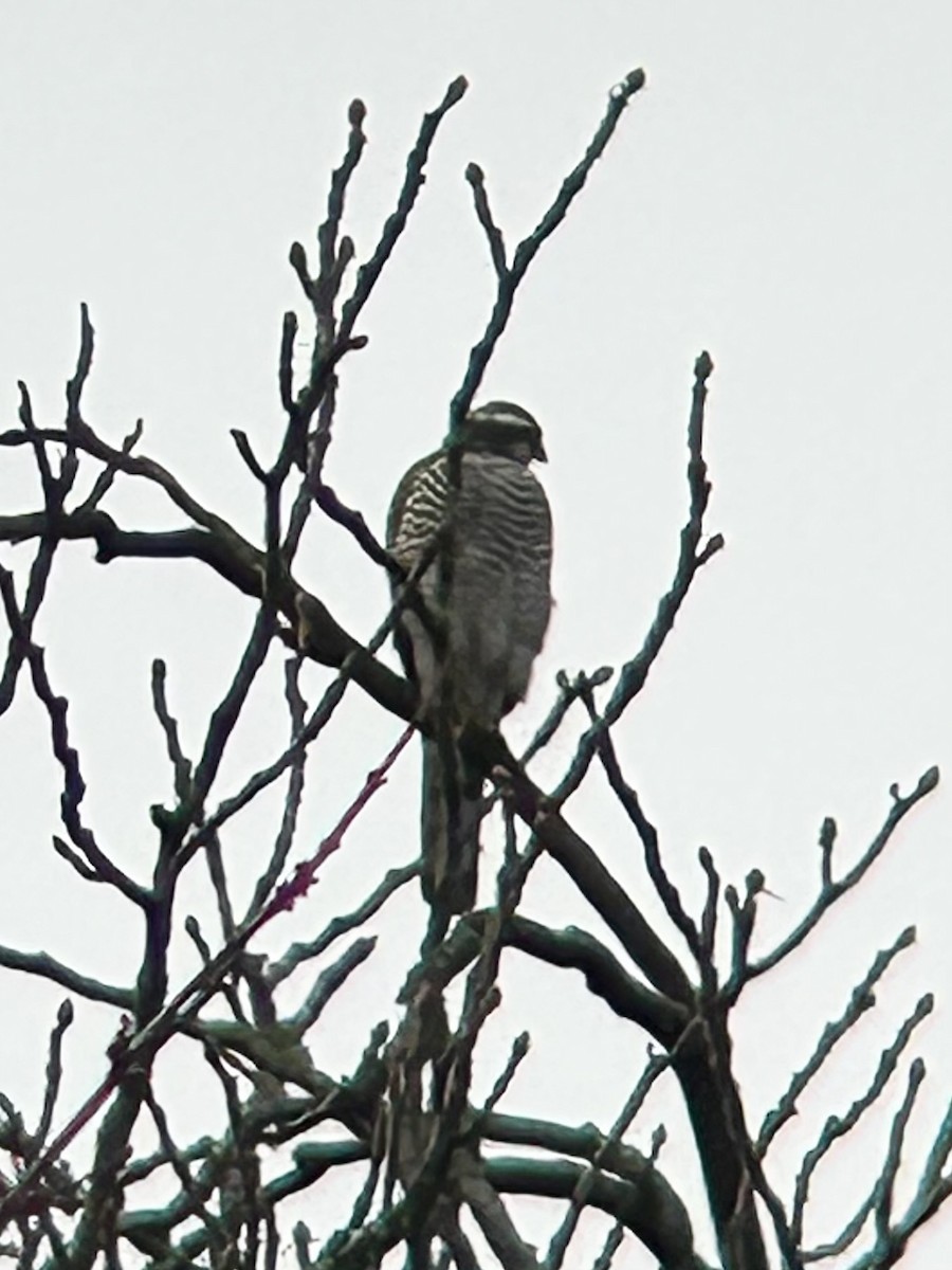 Тетеревятник - ML646882222