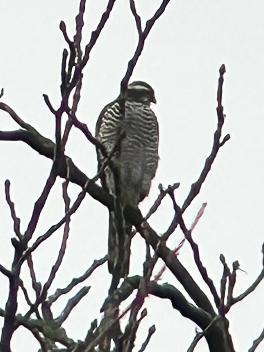 Тетеревятник - ML646882223