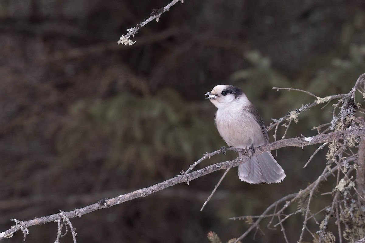 Canada Jay (Boreal) - ML646882235