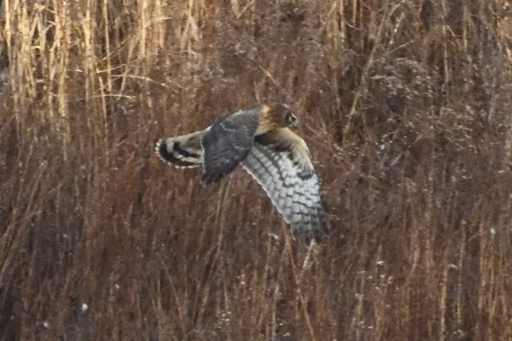 moták severoamerický - ML646882238