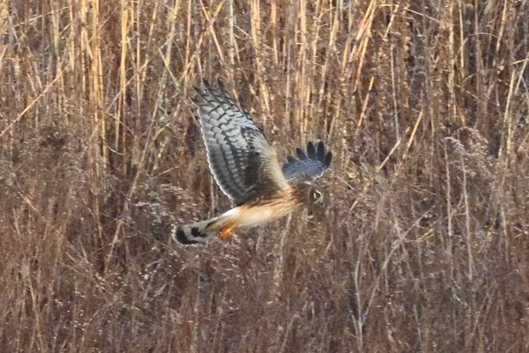 moták severoamerický - ML646882239