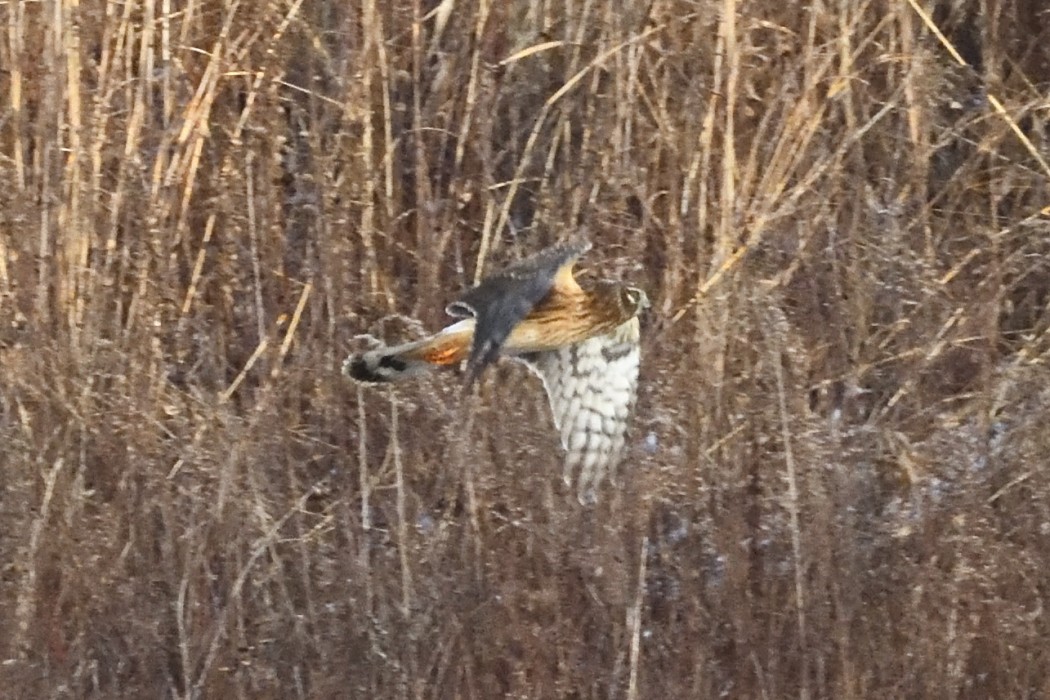 moták severoamerický - ML646882240