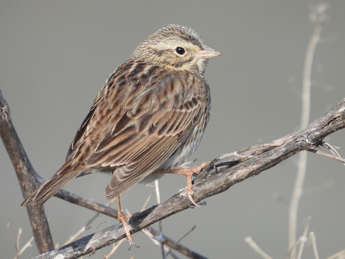 Savannah Serçesi - ML646882242