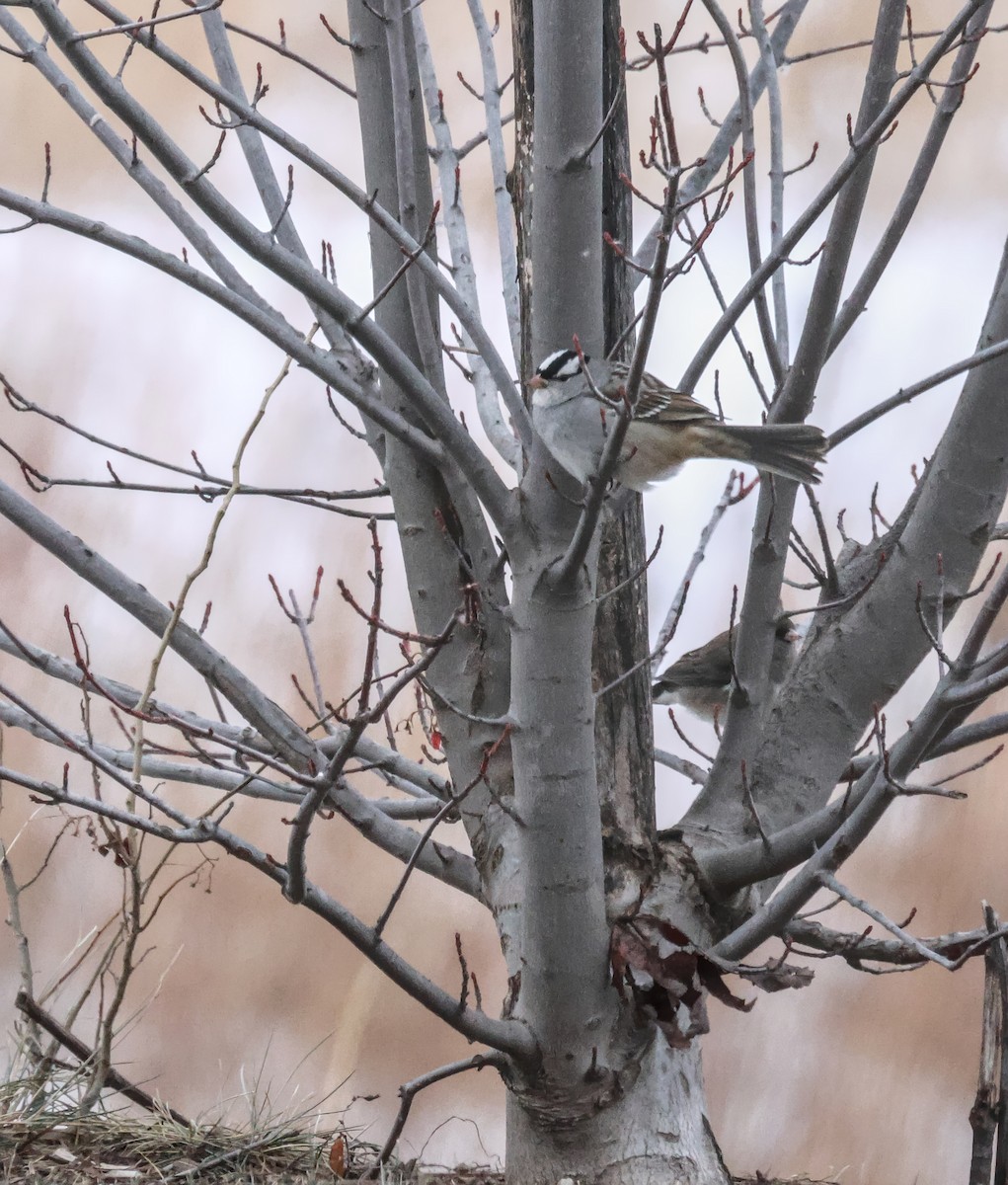 White-crowned Sparrow - ML646882246