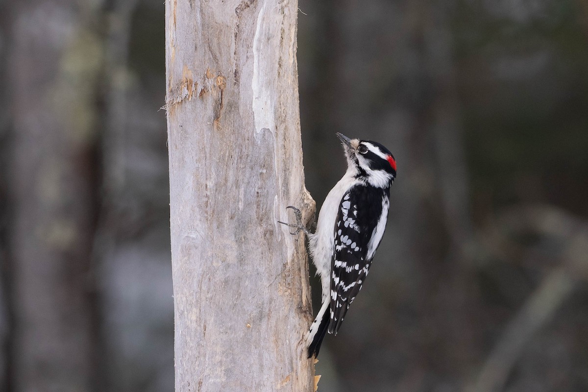 Downy Woodpecker (Eastern) - ML646882247