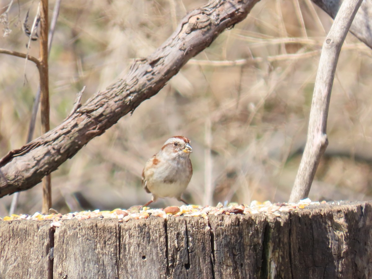 American Tree Sparrow - ML646882248