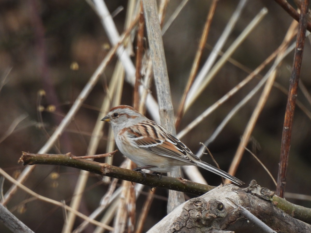 American Tree Sparrow - ML646882249