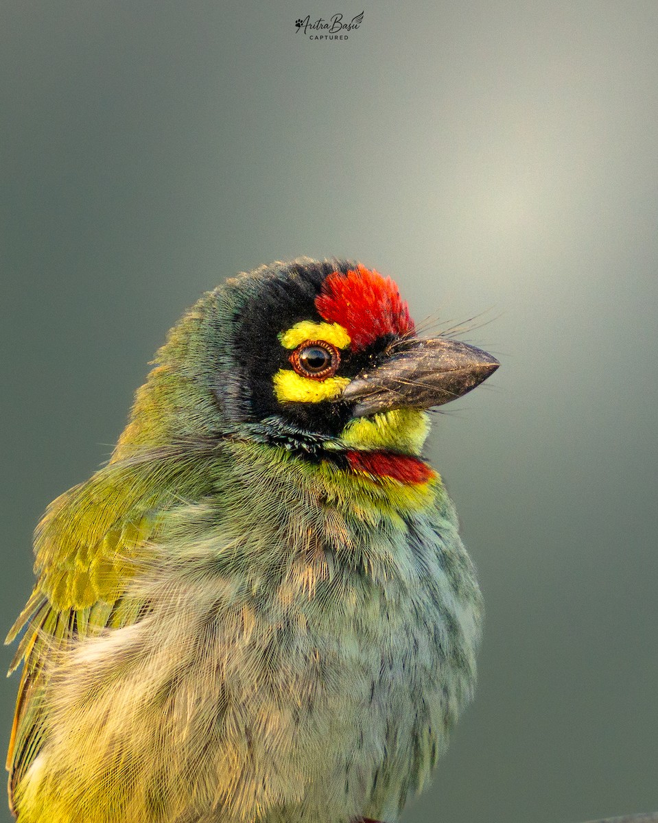 Coppersmith Barbet - ML646882251