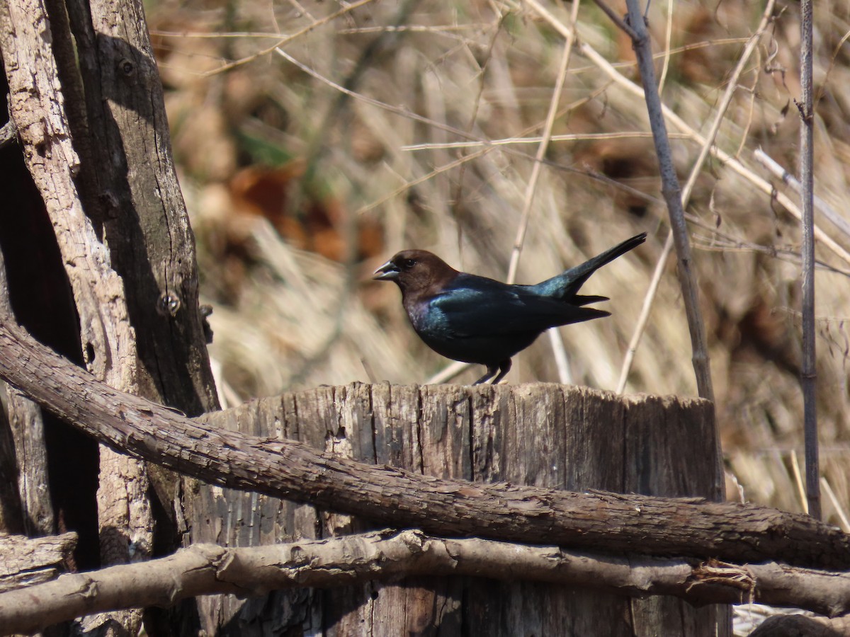 Brown-headed Cowbird - ML646882252