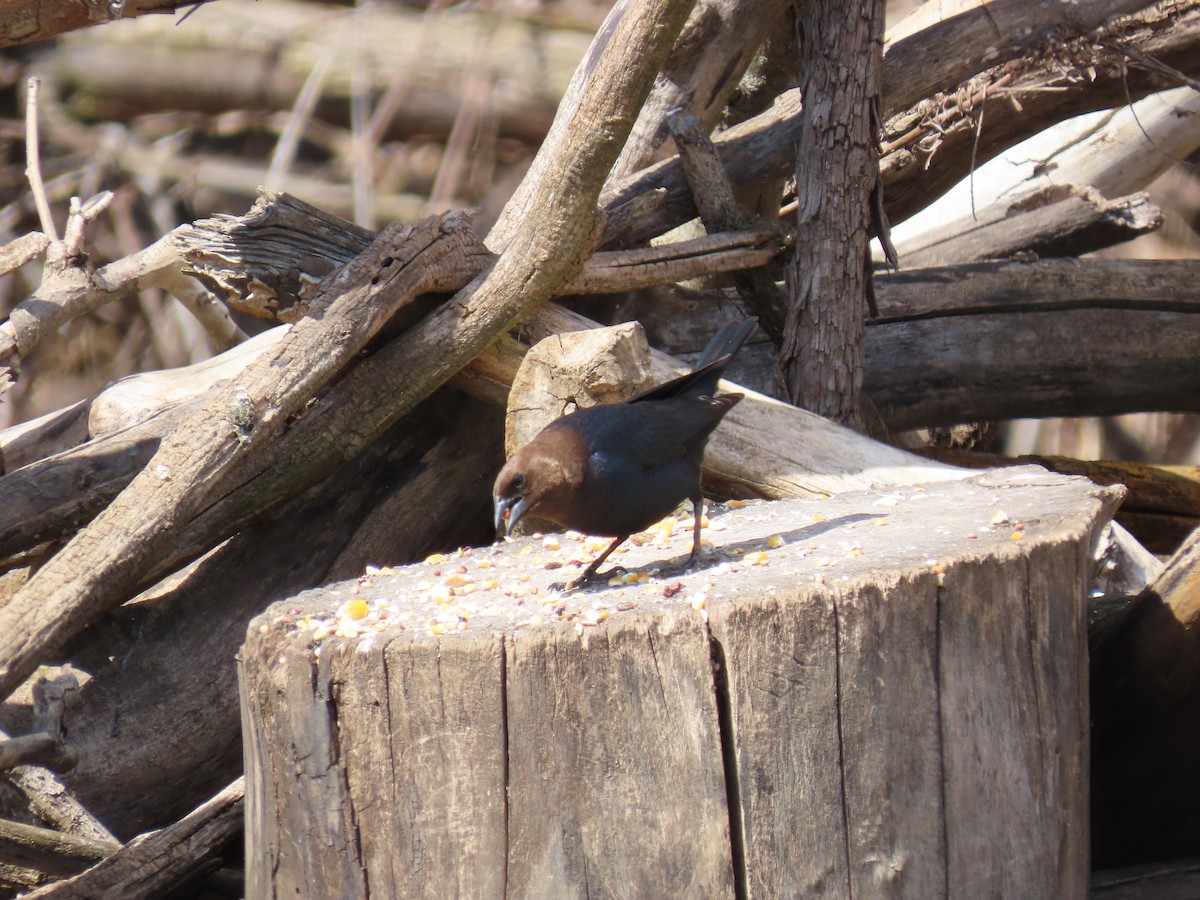 Brown-headed Cowbird - ML646882253