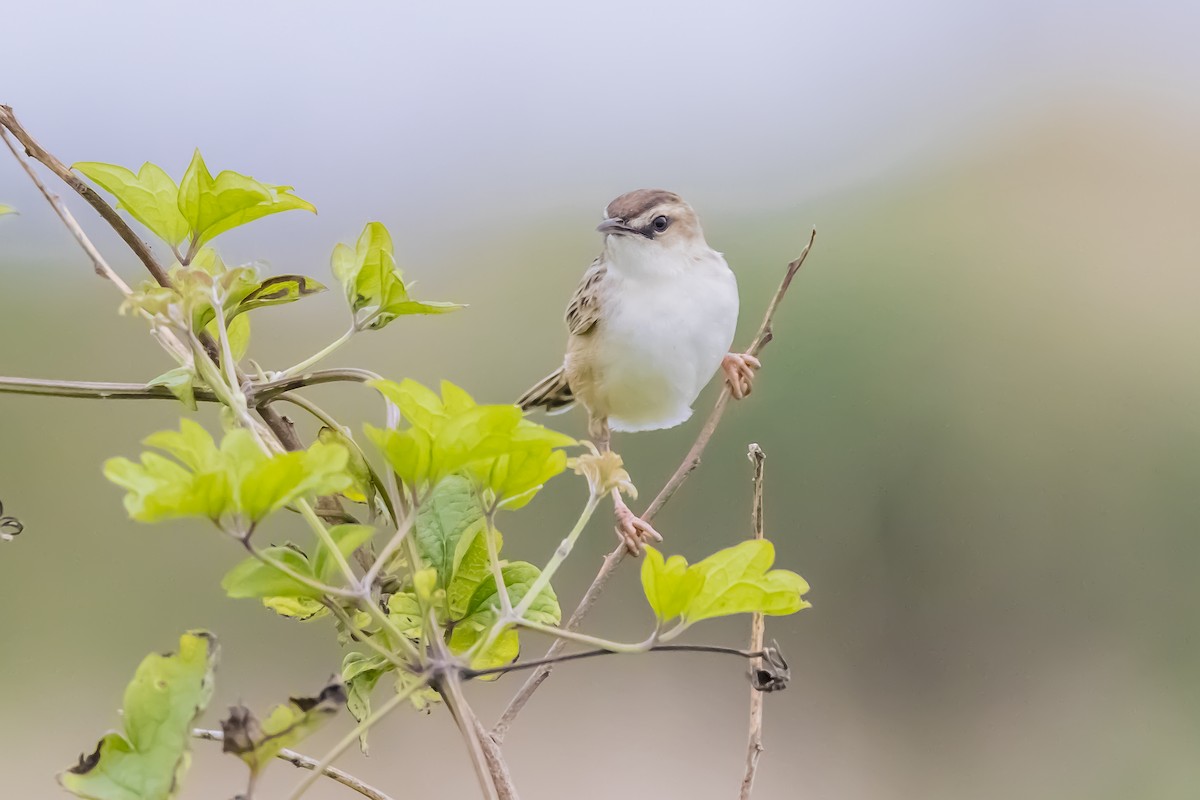 Zitting Cisticola (Far Eastern) - ML646882254