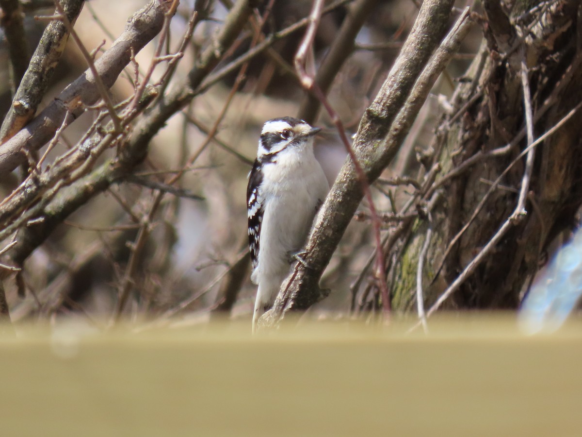 Downy Woodpecker - ML646882257