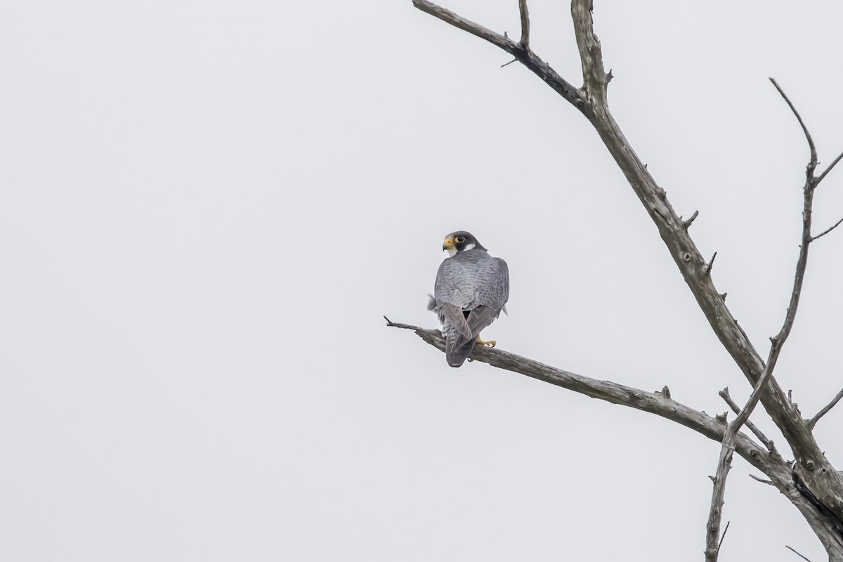 ハヤブサ（亜種 ハヤブサ／シマハヤブサ） - ML646882258