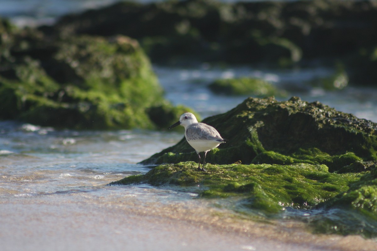 Sanderling - ML646882259