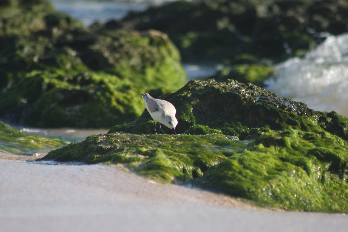 Sanderling - ML646882260