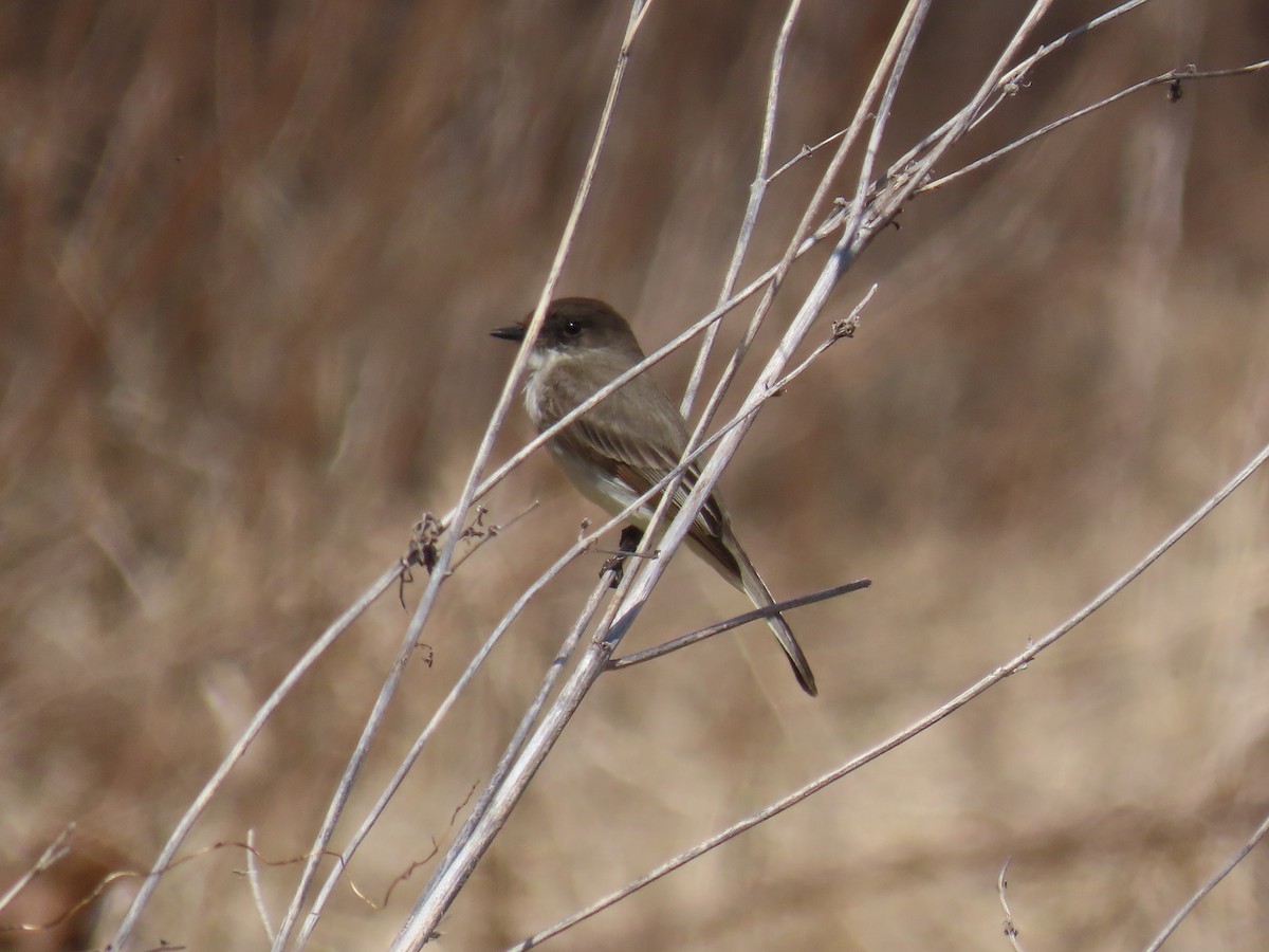 Eastern Phoebe - ML646882261